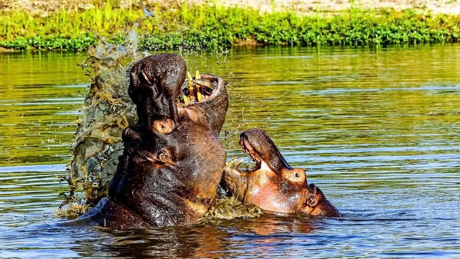 Kruger National Park: 3-Hour Walking Safari - From Hazyview to the park gate