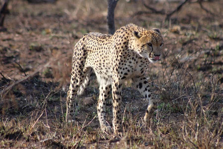 Kruger National Park - 4 Day Safari Tour - From Johannesburg to the bush near Hoedspruit