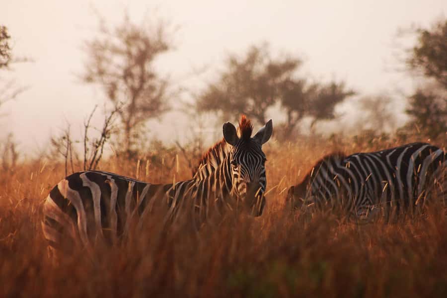 Kruger National Park - 4 Day Safari Tour - Rustic camp life, dinner, and the night sounds