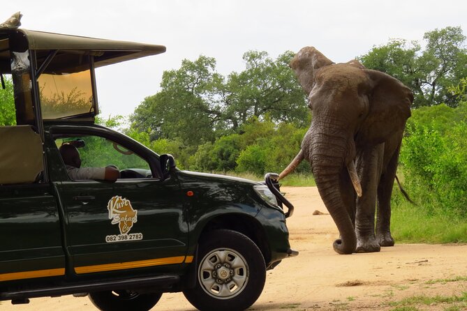 Kruger National Park Afternoon Private safari - What You May See Beyond the Big Five
