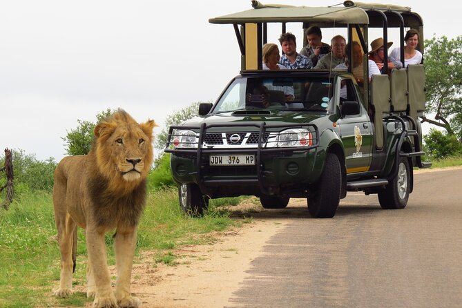 Kruger National Park Afternoon Private safari - The Five-Hour Itinerary, Step by Step