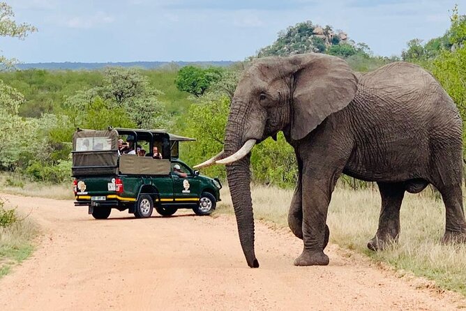 Kruger National Park Afternoon Private safari - A Private Vehicle for Your Own Group