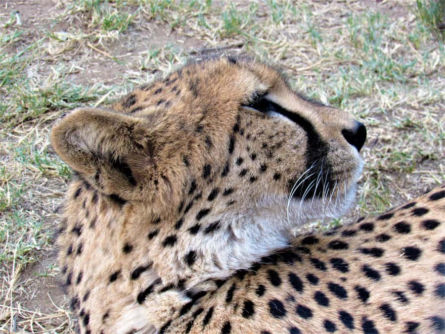 Kruger National Park Afternoon Safari - Why a five-hour afternoon in Kruger can work