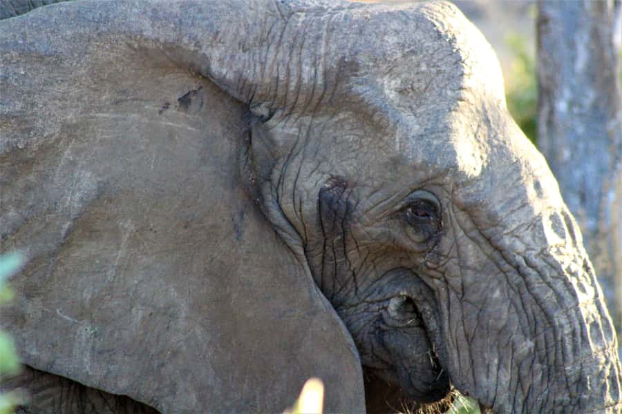 Kruger National Park Afternoon Safari - Should you book it?