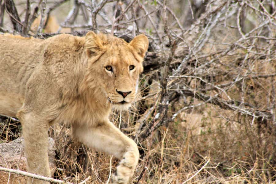 Kruger National Park Afternoon Safari - A short route with real wildlife potential