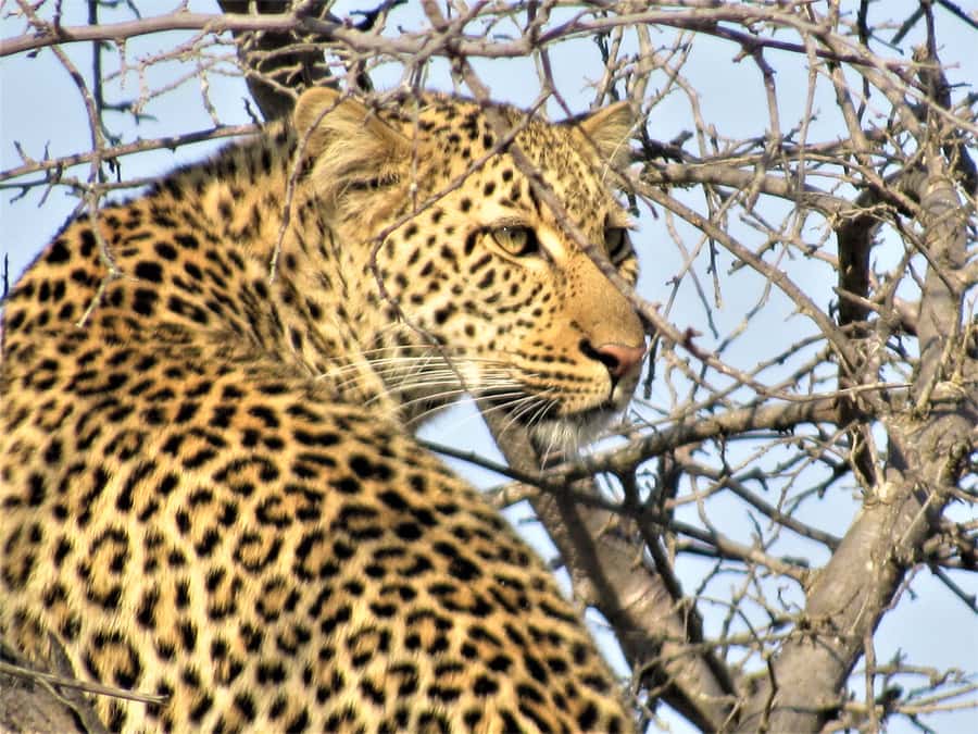 Kruger National Park Afternoon Safari - Birds, trees, and the smaller signs of the bush