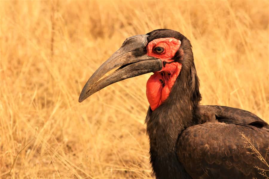 Kruger National Park Afternoon Safari - Human history beside the wildlife