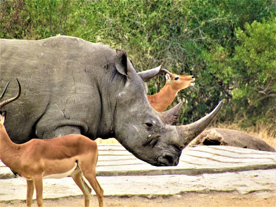 Kruger National Park Afternoon Safari - Is $100 a fair price?