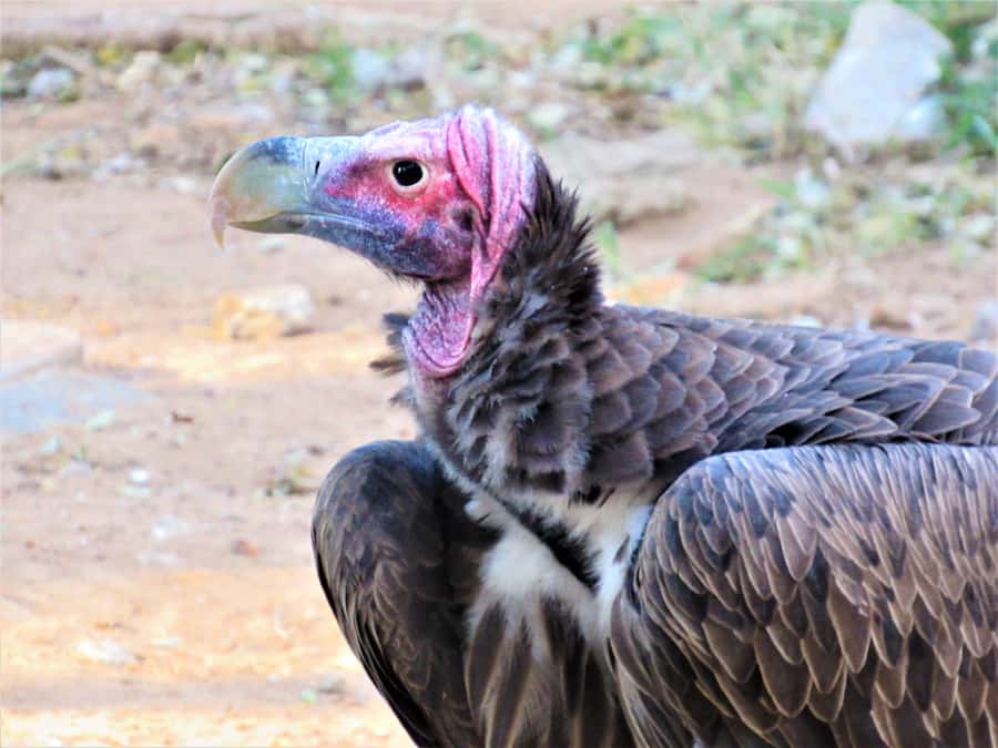 Kruger National Park Afternoon Safari - Who should book this afternoon safari?