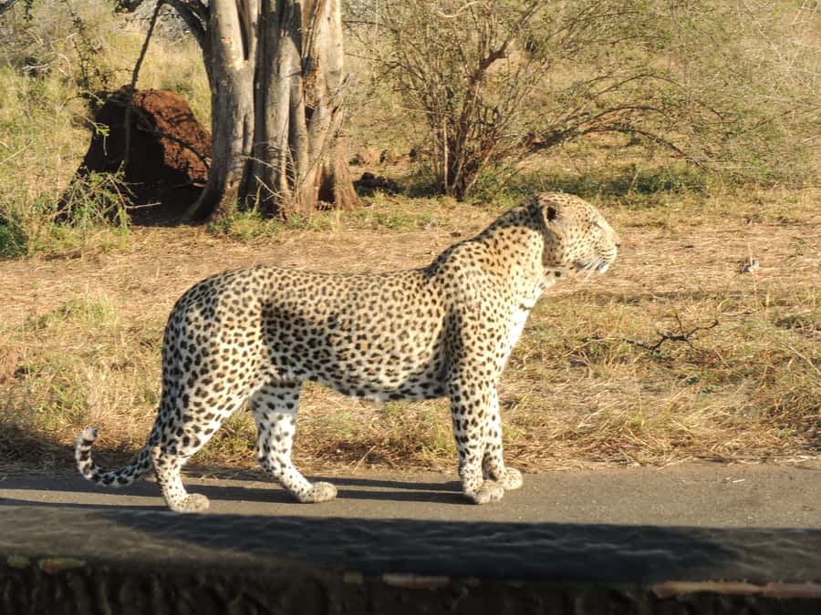 Kruger National Park: Full-Day Game Drive with Pickup - Key points at a glance