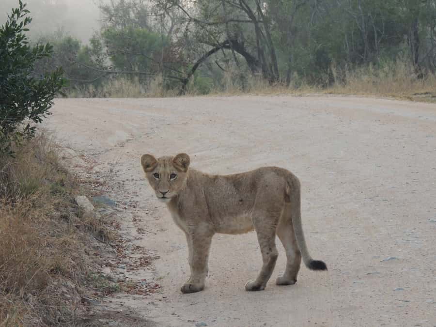 Kruger National Park: Full-Day Game Drive with Pickup - Why a full day in Kruger makes sense