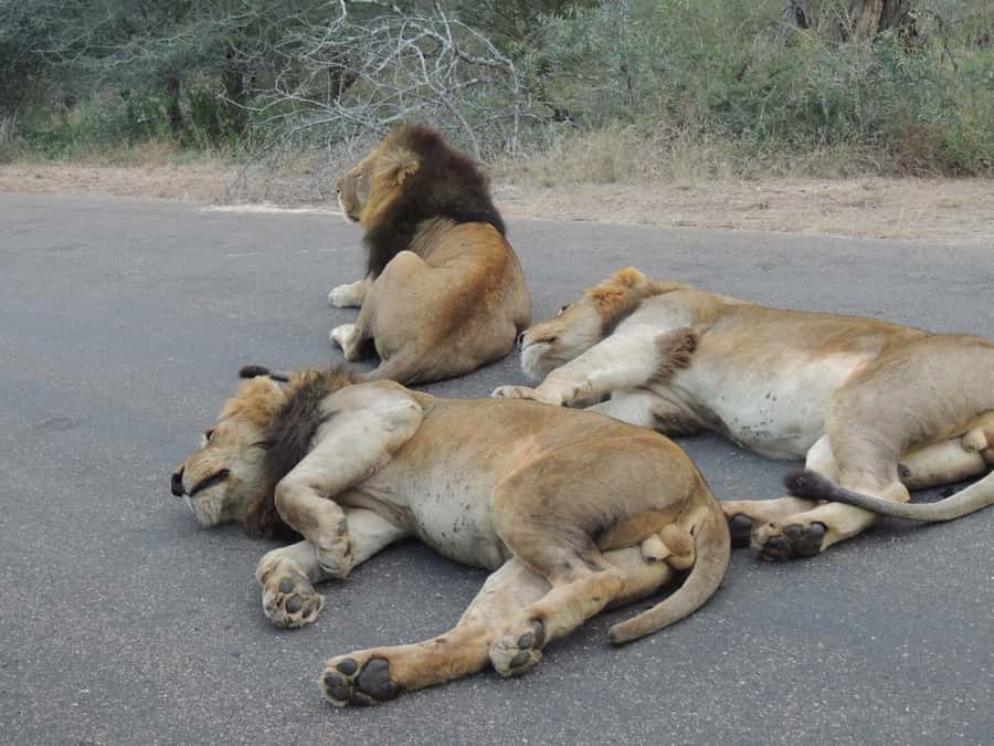 Kruger National Park: Full-Day Game Drive with Pickup - Gravel roads, open views, and animal tracking