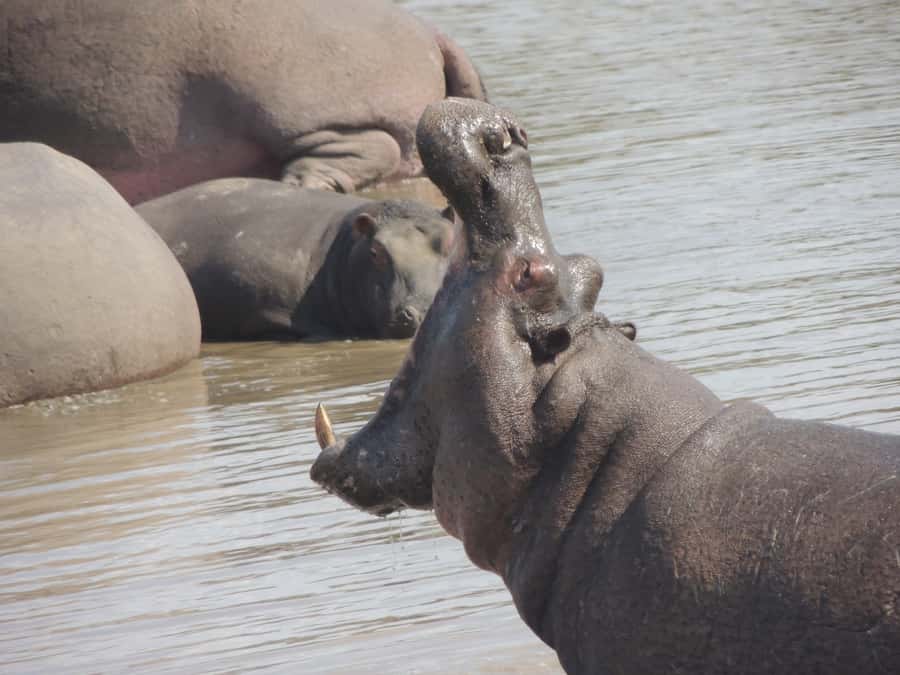 Kruger National Park: Full-Day Game Drive with Pickup - The Big Five and the value of smaller sightings