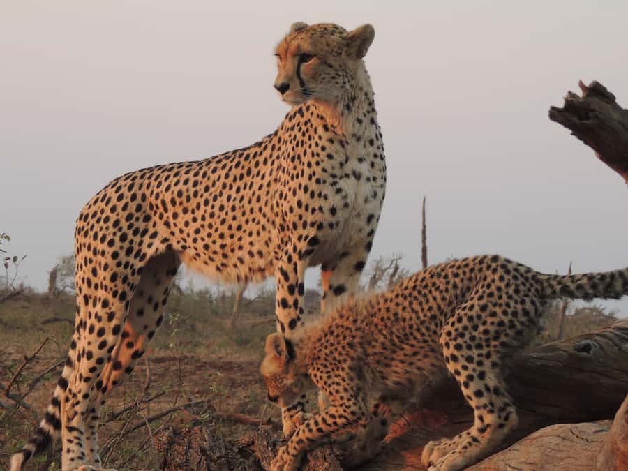 Kruger National Park: Full-Day Game Drive with Pickup - Breakfast and lunch at a Kruger rest camp