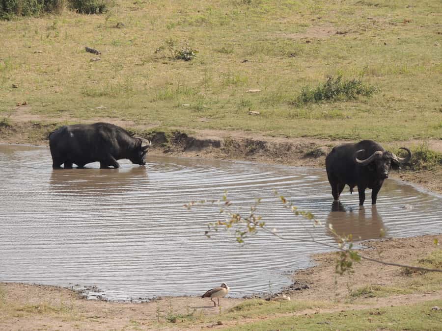 Kruger National Park: Full-Day Game Drive with Pickup - The guides are the heart of the day