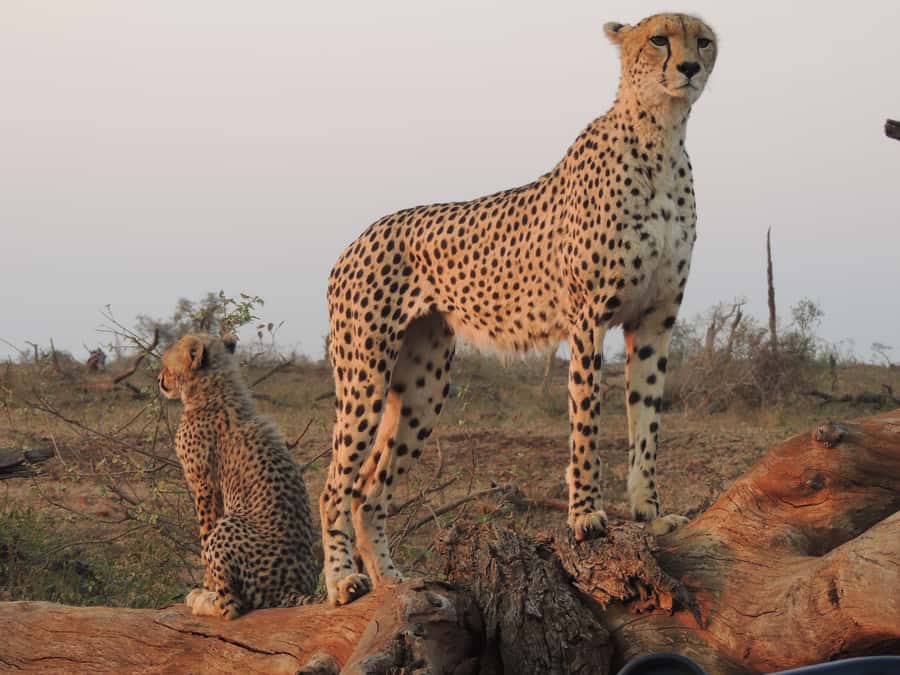 Kruger National Park: Full-Day Game Drive with Pickup - Group size and the feel of the vehicle