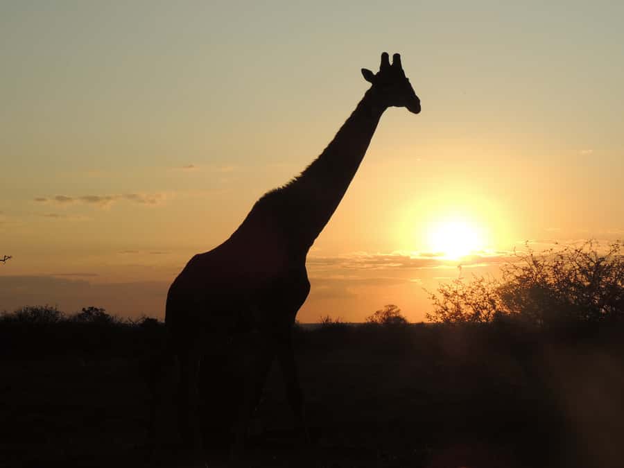 Kruger National Park: Full-Day Game Drive with Pickup - The early pickup and first hours