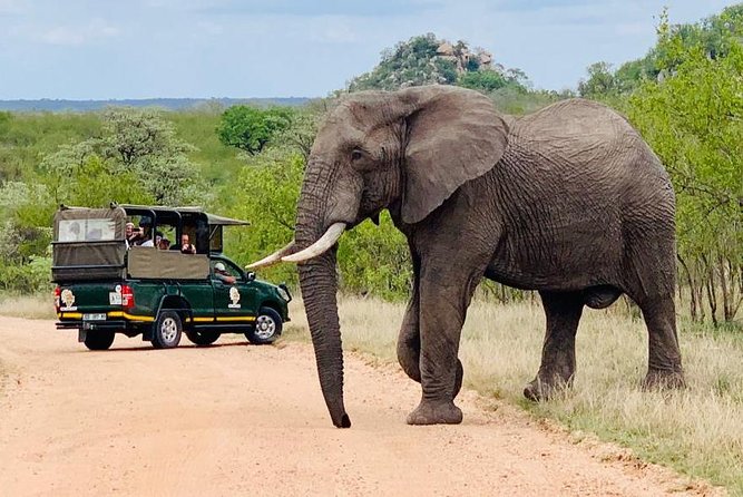 Kruger National Park Full Day Private safari - Key points to know before booking
