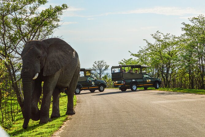 Kruger National Park Full Day Private safari - Why the 5:30 am start matters in Kruger