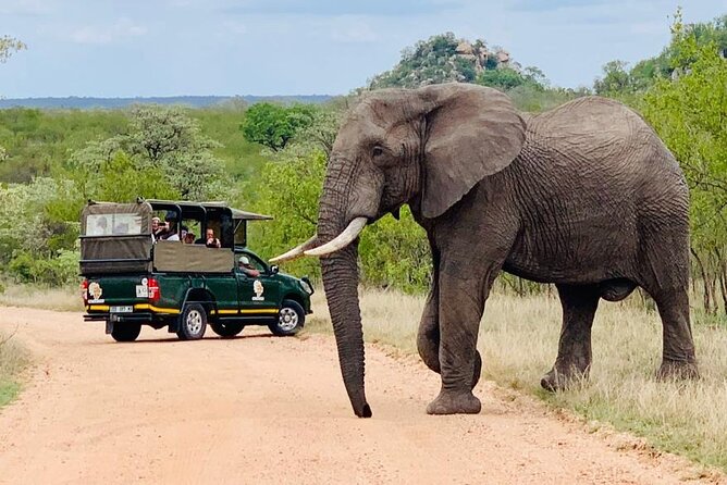 Kruger National Park Full Day Private safari - What the guide adds to the drive