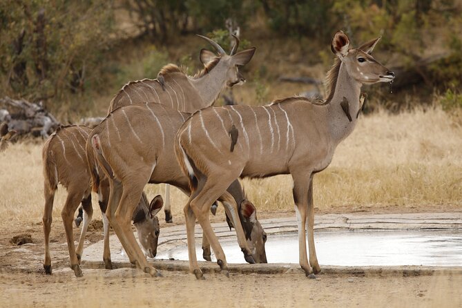 Kruger National Park Full Day Private safari - Lunch at a different rest camp