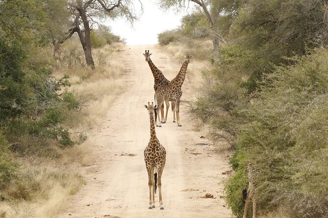 Kruger National Park Full Day Private safari - What is included, and what is not
