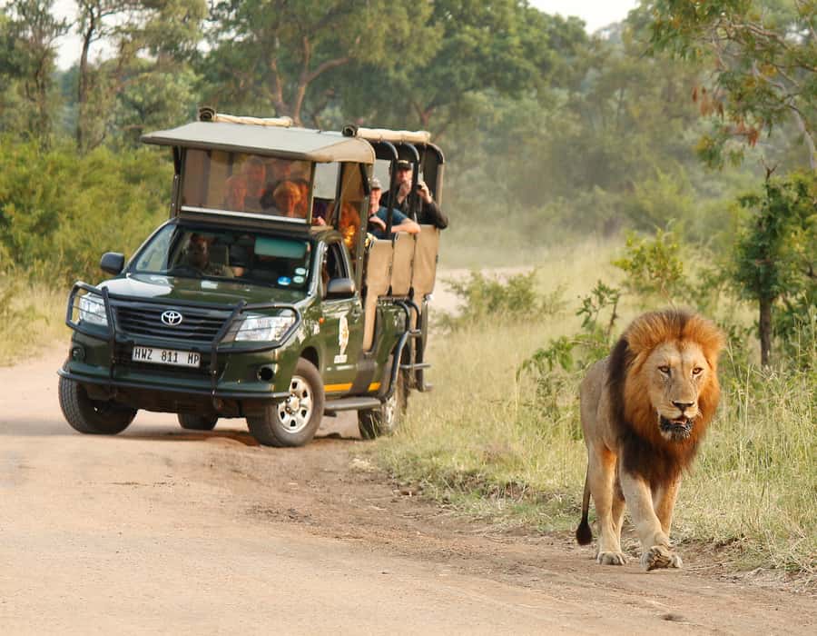 Kruger National Park: Full-Day Private Safari With Pickup - Searching for the Big Five