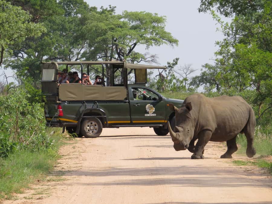 Kruger National Park: Full-Day Private Safari With Pickup - A private vehicle changes the feel of the day
