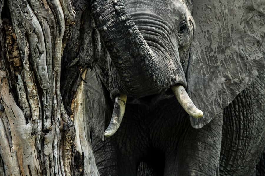 Kruger National Park Full-Day Safari - Who will get the most from this safari
