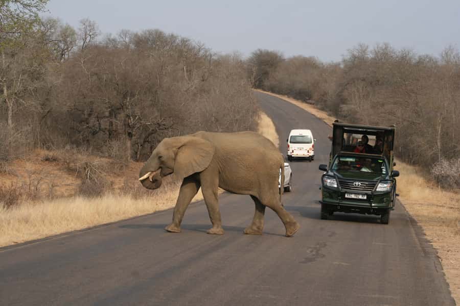 Kruger National Park Full-Day Safari - A full day in Kruger, from first light to late afternoon