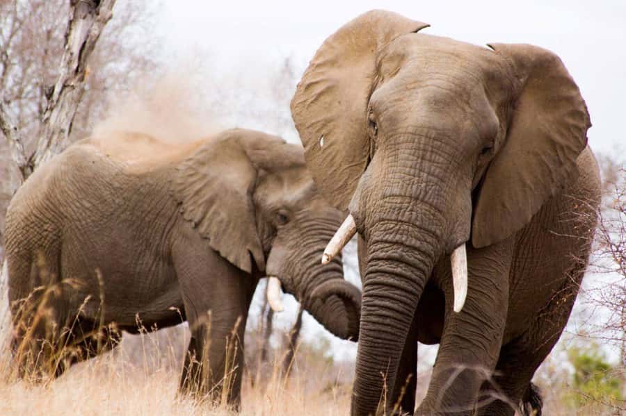 Kruger National Park Full-Day Safari - How guides turn sightings into a safari