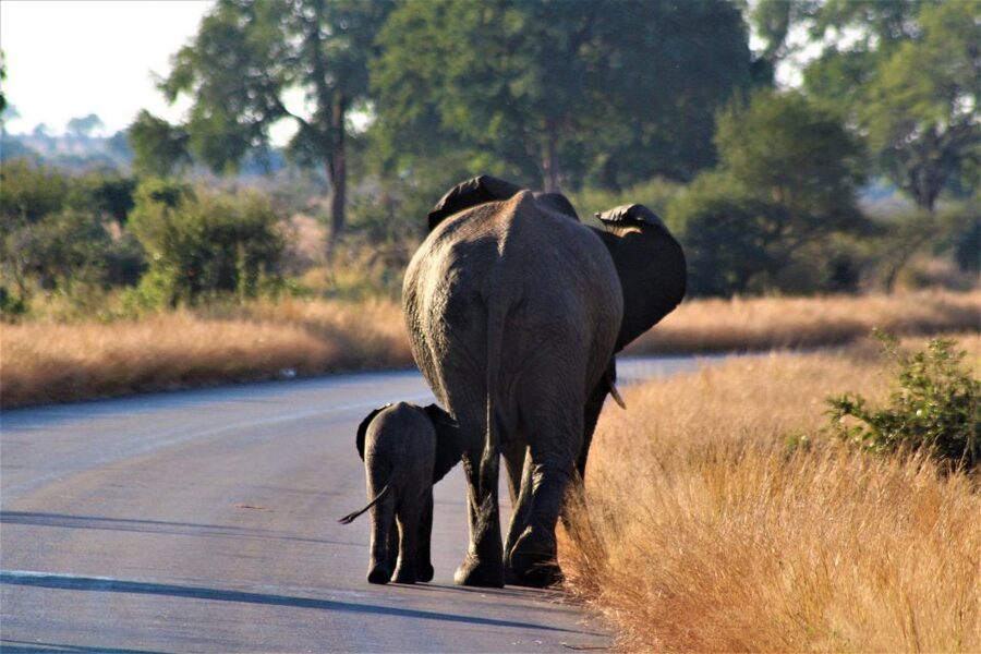 Kruger National Park Full-Day Safari - Tracking the Big Five without treating them as a checklist