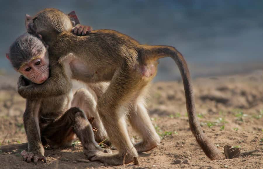 Kruger National Park Full-Day Safari - The quieter rewards of Kruger’s birds, trees, and sounds
