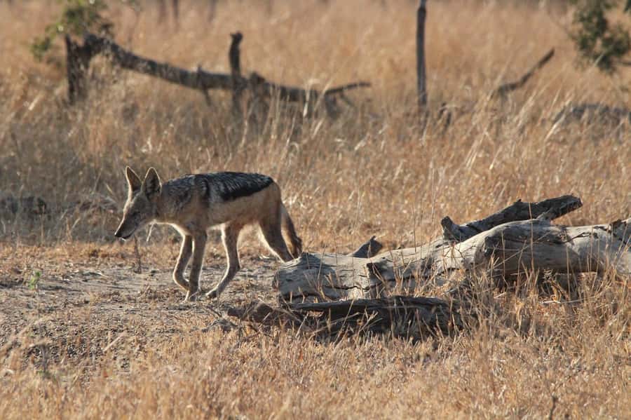 Kruger National Park Full-Day Safari - Why 10 hours is useful, and why it can feel long