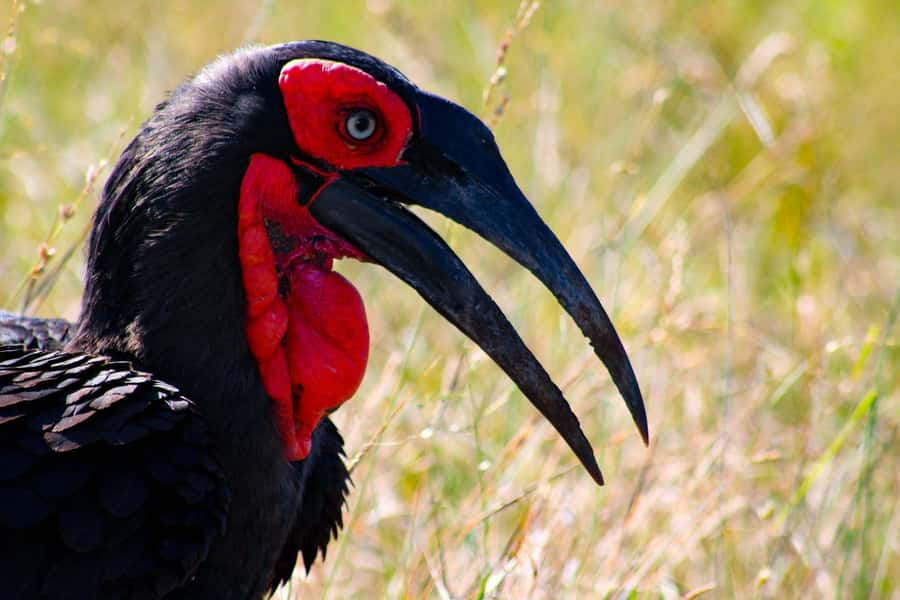 Kruger National Park Full-Day Safari - What the $130 price really covers