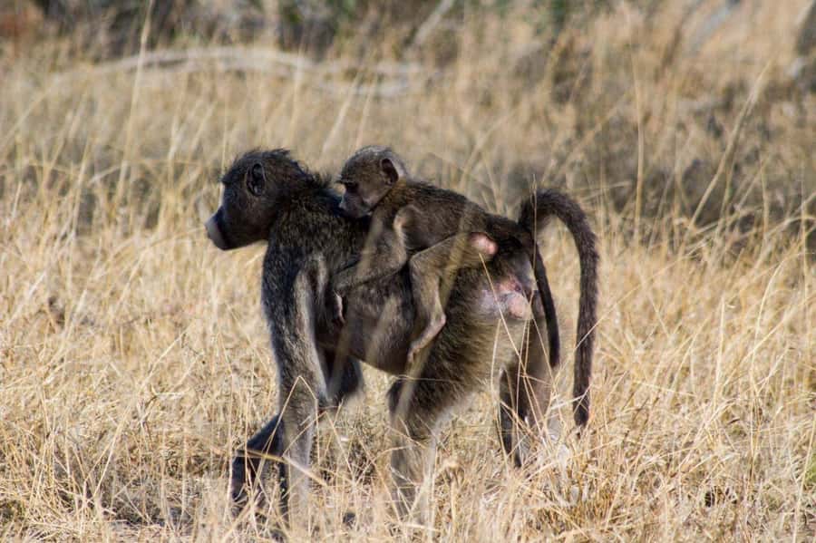 Kruger National Park Full-Day Safari - Practical details that can save you trouble