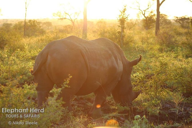 Kruger National Park Full-Day Safari from Hazyview - The Hazyview pickup and shared safari setup