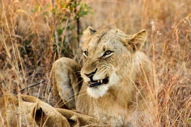Kruger National Park Full-Day Safari from Hazyview - Practical ways to prepare for the 5:00 a.m. start