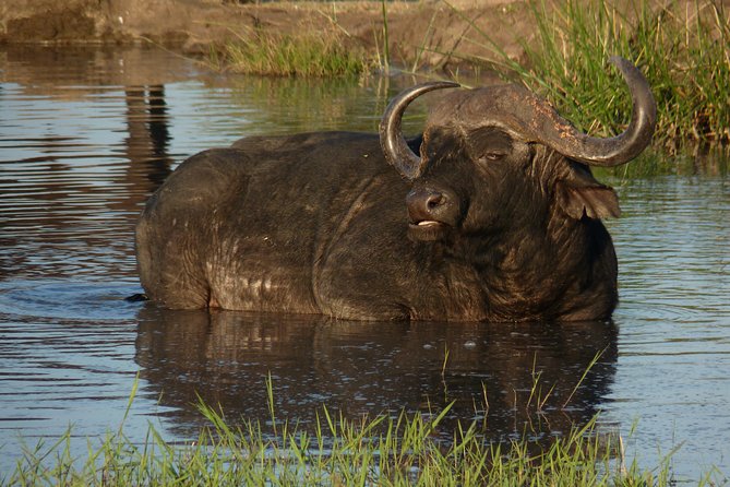 Kruger National Park Full-Day Safari from Hazyview - Eight hours inside Kruger, with the guide doing the hard work