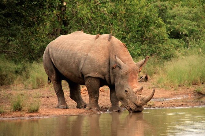 Kruger National Park Full Day Safari Tour - Why the dawn entry matters in Kruger