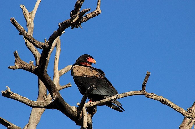 Kruger National Park Full Day Safari Tour - Andrew’s guiding style and what you will learn
