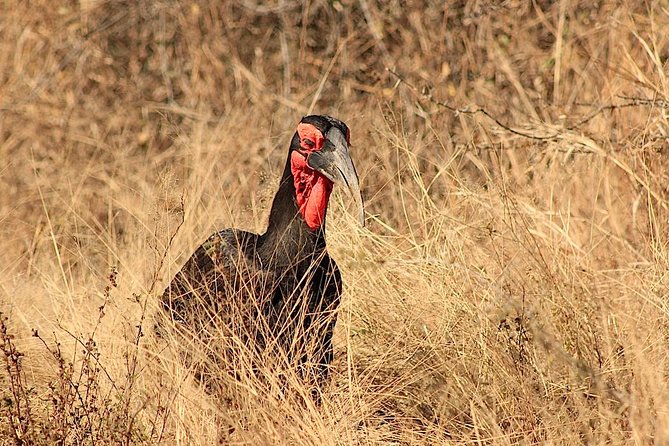 Kruger National Park Full Day Safari Tour - Breakfast between 8:30 and 9:15 a.m.