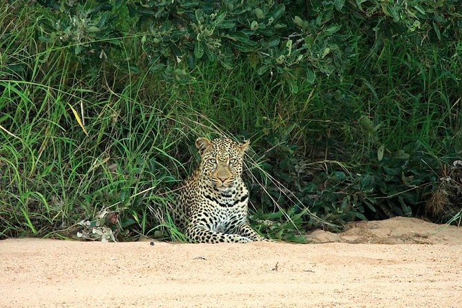 Kruger National Park Full Day Safari Tour - Lunch at Skukuza and the value of a camp stop