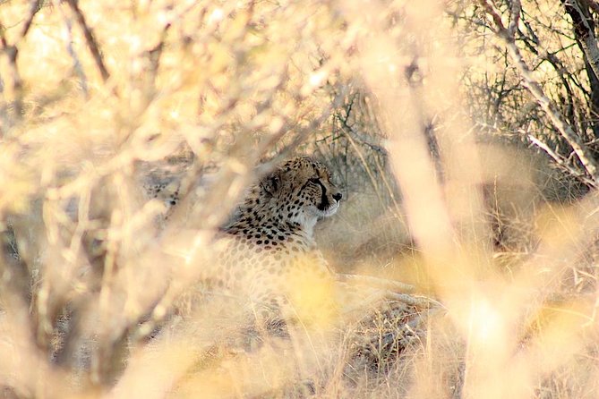 Kruger National Park Full Day Safari Tour - What the $215.52 price really covers