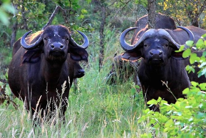 Kruger National Park Full Day Safari Tour - Weather, age limits, and practical preparation
