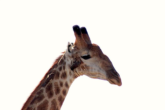 Kruger National Park Full Day Safari Tour - An open safari vehicle and a better view
