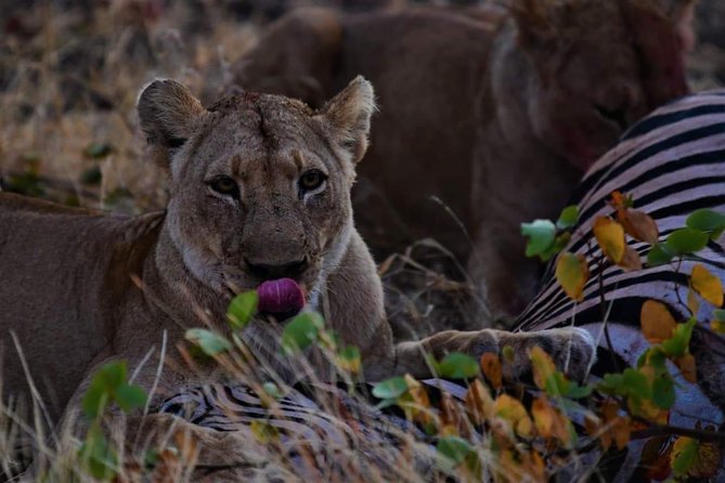 Kruger National Park Full Day Tour Minimum 2people - Why the 5:00 am Start Is Worth It