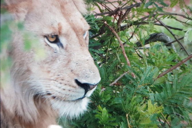 Kruger National Park Full Day Tour Minimum 2people - Breakfast, Lunch, and the Pace of the Day