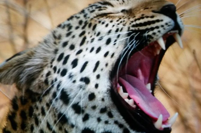 Kruger National Park Full Day Tour Minimum 2people - Booking, Pickup, and Communication