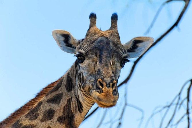 Kruger National Park Full Day Tour Minimum 2people - The Vehicle and Group Size Question